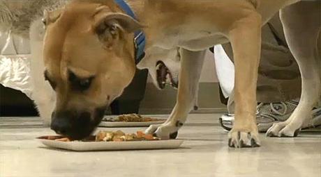 DOGS Give Thanks on Thanksgiving at Boarding Home