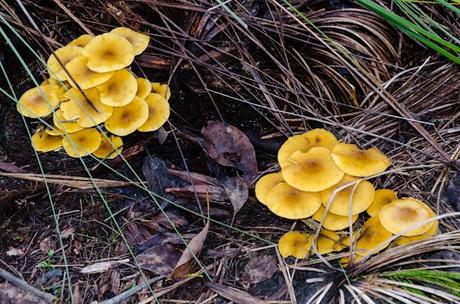 groups of yellow fungi