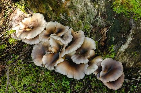large group of fungi at base of tree