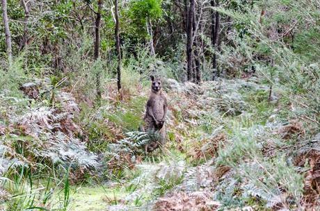 wallaby on walking track