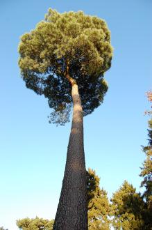 Pinus pinaster View (18/11/2012, Kew Gardens, London)