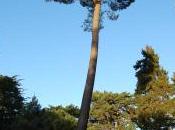 Plant Week: Pinus Pinaster