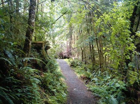 Lush hiking trail, Quinault rainforest, Olympic Peninsula
