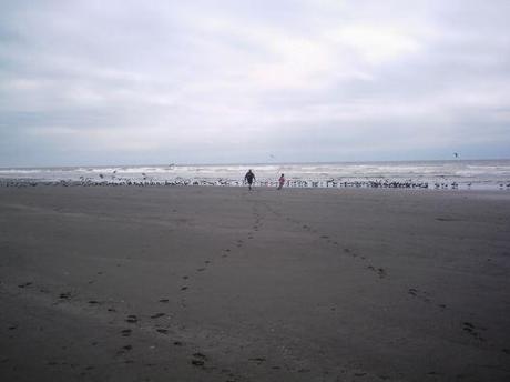 Chasing birds on Kalaloch Beach, Olympic Peninsula, Washington,