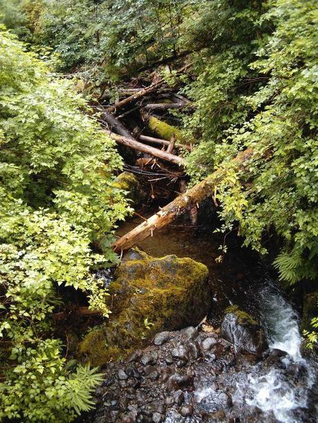 Fallen trees make a crazy bridge over running water, Olympic Peninsula