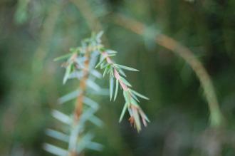 Juniperus communis Leaf (18/11/2012, Kew Gardens, London)