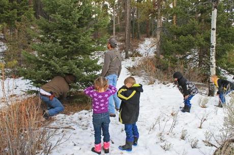 Christmas Tree Hunting