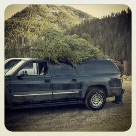 Christmas Tree Hunting