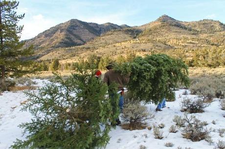 Christmas Tree Hunting