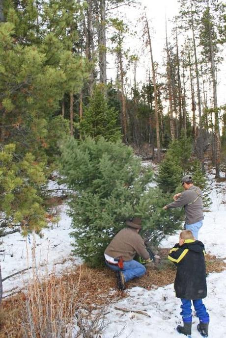 Christmas Tree Hunting