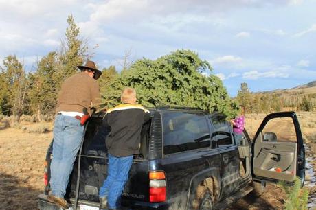 Christmas Tree Hunting