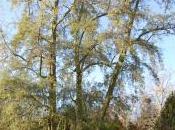 Plant Week: Hippophae Rhamnoides