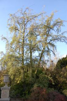 Hippophae rhamnoides (18/11/2012, Kew Gardens, London)