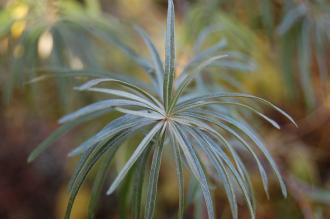 Hippophae rhamnoides Leaf (18/11/2012, Kew Gardens, London)