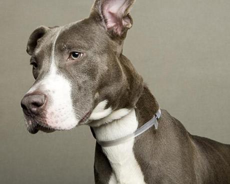 15 “Least Adoptable” DOGS get “Reversal of Fortune”