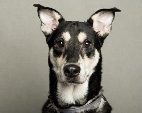 15 “Least Adoptable” DOGS get “Reversal of Fortune”