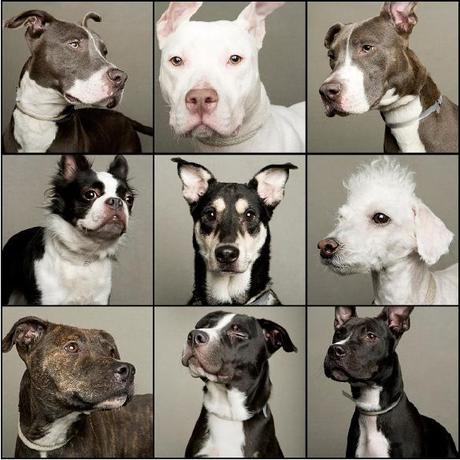 15 “Least Adoptable” DOGS get “Reversal of Fortune”