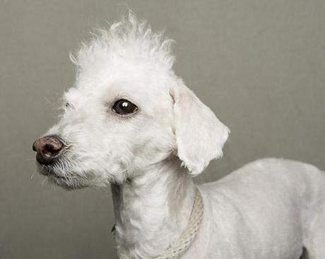 15 “Least Adoptable” DOGS get “Reversal of Fortune”