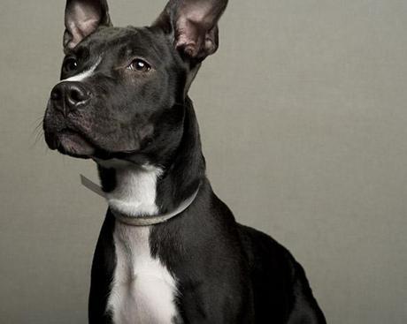 15 “Least Adoptable” DOGS get “Reversal of Fortune”