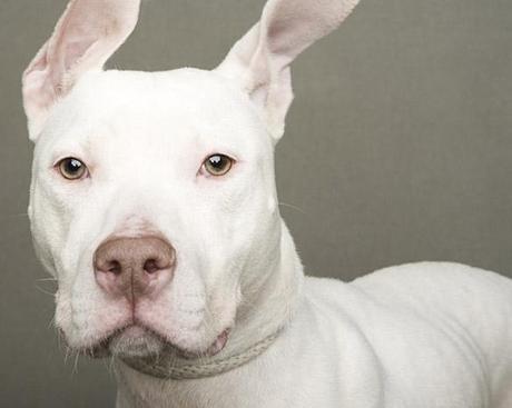 15 “Least Adoptable” DOGS get “Reversal of Fortune”