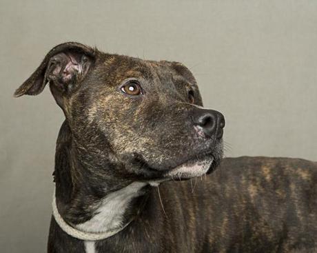 15 “Least Adoptable” DOGS get “Reversal of Fortune”