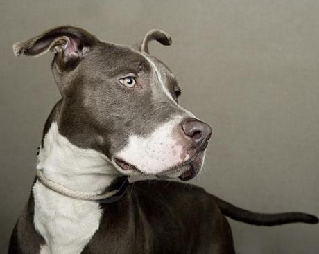 15 “Least Adoptable” DOGS get “Reversal of Fortune”