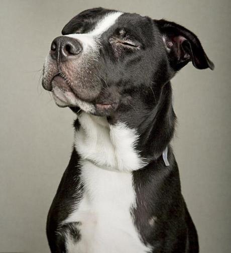 15 “Least Adoptable” DOGS get “Reversal of Fortune”