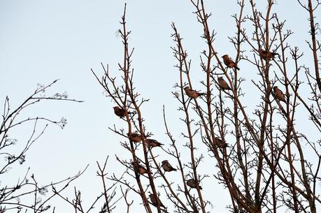 Waxwing Group