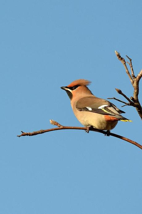 Waxwing Side On