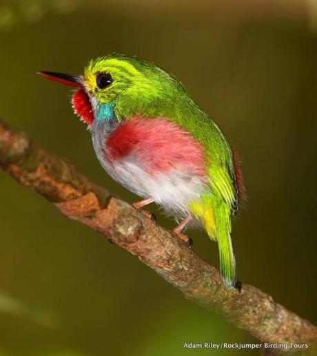 Creation: Cuban Tody