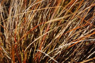 Carex testacea Detail (18/11/2012, Kew Gardens, London)