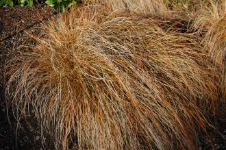 Carex testacea (18/11/2012, Kew Gardens, London)