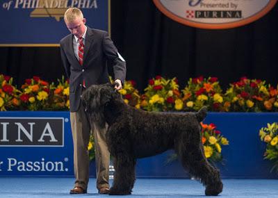 Meet Nine of the World's Most Unusual DOG breeds!