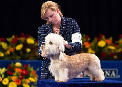 Meet Nine of the World's Most Unusual DOG breeds!