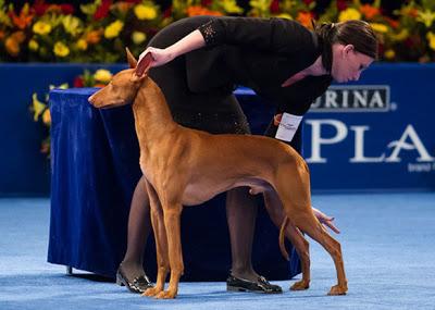 Meet Nine of the World's Most Unusual DOG breeds!