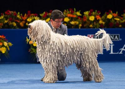 Meet Nine of the World's Most Unusual DOG breeds!