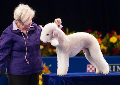 Meet Nine of the World's Most Unusual DOG breeds!