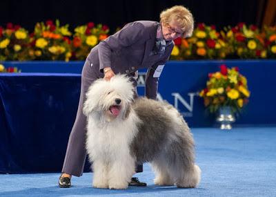 Meet Nine of the World's Most Unusual DOG breeds!