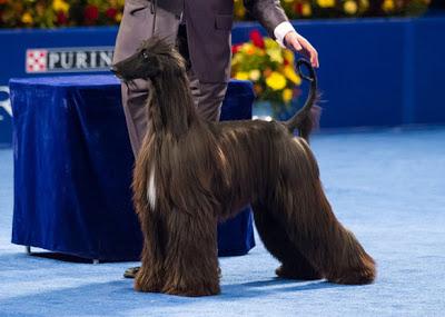 Meet Nine of the World's Most Unusual DOG breeds!