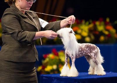 Meet Nine of the World's Most Unusual DOG breeds!
