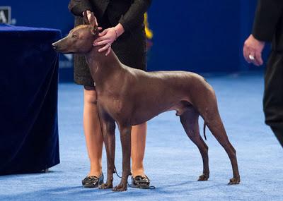 Meet Nine of the World's Most Unusual DOG breeds!