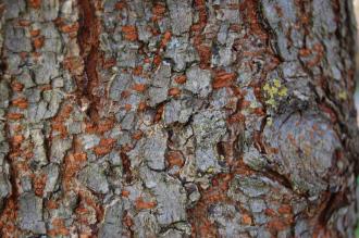 Ulmus parvifolia Bark (18/11/2012, Kew Gardens)