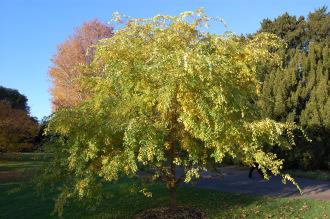 Ulmus parvifolia (18/11/2012, Kew Gardens)