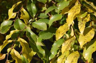 Ulmus parvifolia Autumn Leaf (18/11/2012, Kew Gardens)