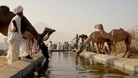 The 2012 Pushkar Camel Fair