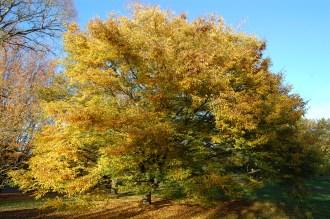 Zelkova serrata (18/11/2012, Kew Gardens, London)