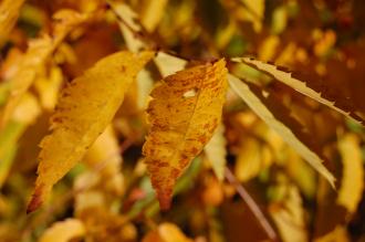 Zelkova serrata Autumn Leaf (18/11/2012, Kew Gardens, London)