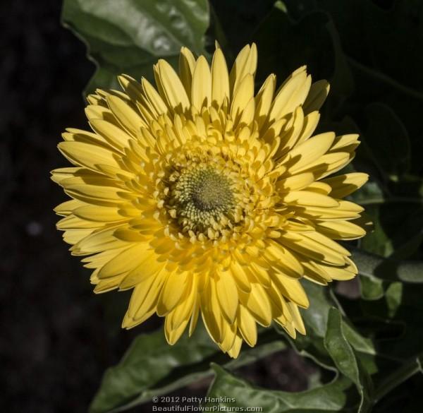 Canary Gerbera daisy