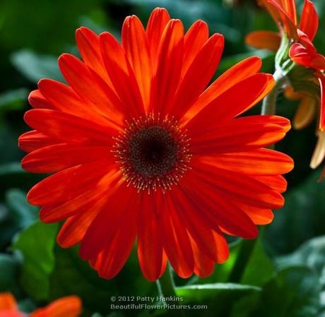 Orange Selection Gerbera Daisy