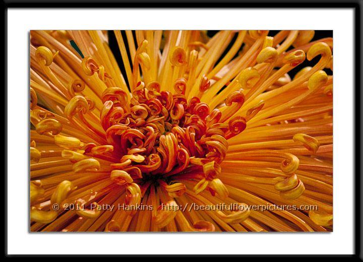 Coral Reef Chrysanthemum